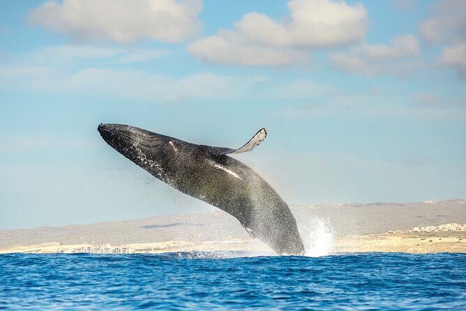 Small-Group Whale Watching Zodiac Boat Cruise in Cabo San Lucas - An In-Depth Look at the Experience