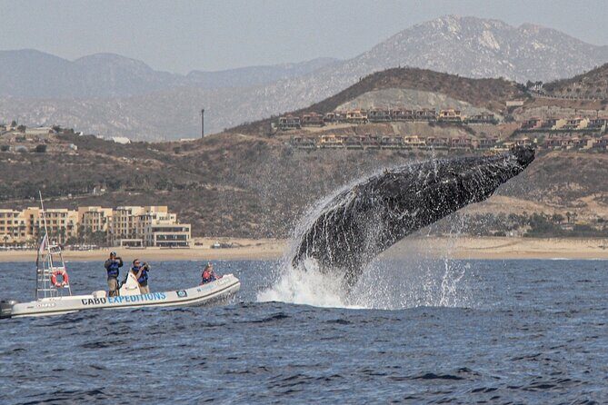 Small-Group Whale Watching Zodiac Boat Cruise in Cabo San Lucas - FAQs