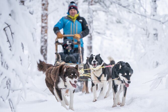 Small Group Wilderness Husky Sledding 2h from Tromsø (car needed) - Who This Tour Is Perfect For