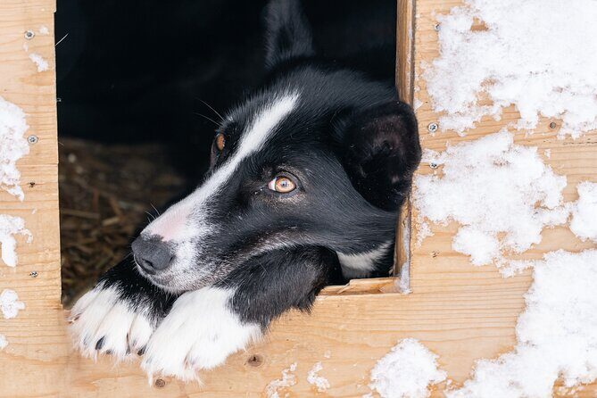 Small Group Wilderness Husky Sledding 2h from Tromsø (car needed) - FAQs