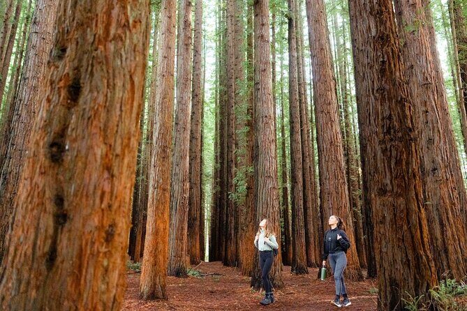 Small Group Yarra Valley: Redwoods Forest & Premium Wine Tour - Key Points