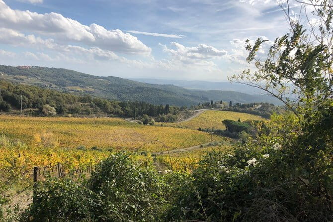Small Intimate Group: San Gimignano - Two Wine Tours with lunch - A Deep Dive into the Experience