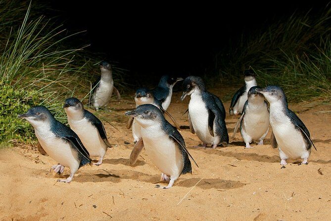 Small Tour (8 ppl) Phillip Island Hike & Penguin Parade Day Tour - The Itinerary: A Step-by-Step Breakdown