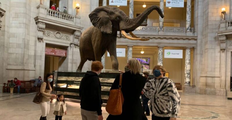 Smithsonian National Museum of Natural History Guided Tour - The Sum Up