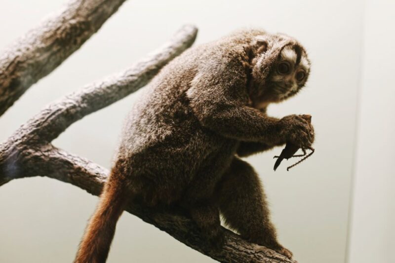 Smithsonian Natural History + Air & Space Museum Tour 8ppl - Final Thoughts