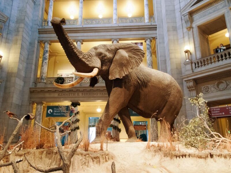 Smithsonian Natural History + Museum of American History 8pp - Who Will Enjoy This Tour?