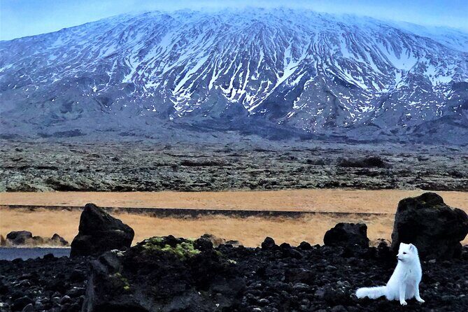 Snaefellsnes Peninsula Full Day Tour from Reykjavik - FAQs