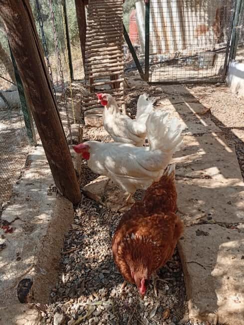 Snail and olive farm tour with table olives & homemade sweet - An Authentic Look at Crete’s Rural Treasures