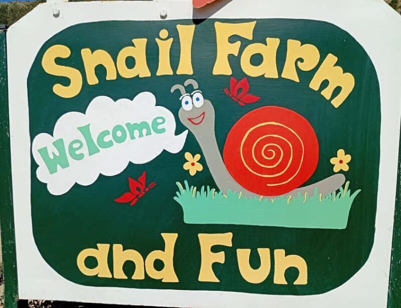 Snail and olive farm tour with table olives & homemade sweet - Authenticity and Personal Touch