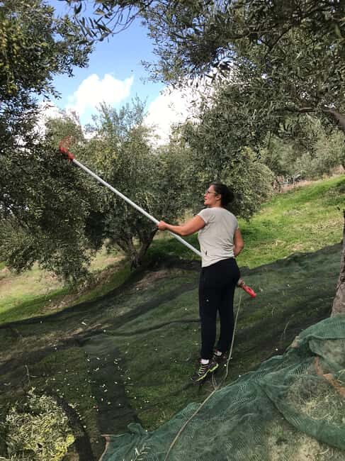 Snail and olive farm tour with table olives & homemade sweet - Who Will Love This Experience?