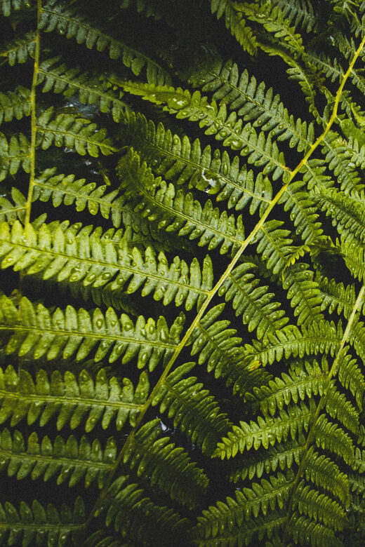 Snoqualmie, Twin Falls & Ancient Forest (Transport Included) - Key Points