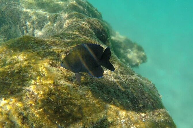 Snorkel Adventure at Cozumel! Transportation from Cancun & Playa Del Carmen - What to Expect During the Day