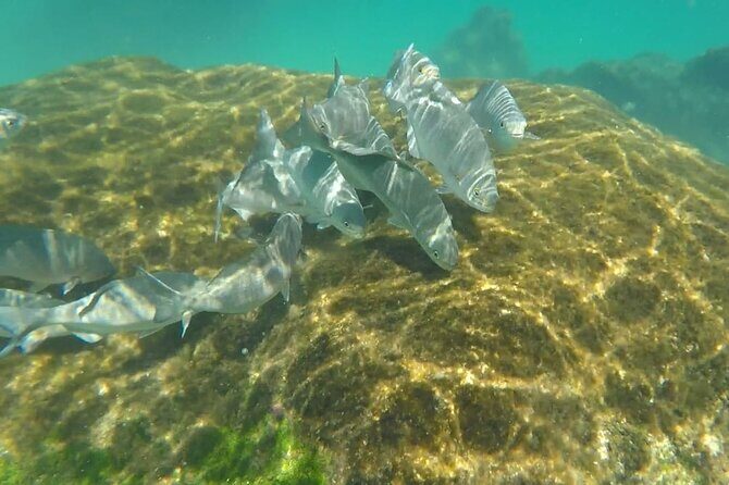 Snorkel Adventure at Cozumel! Transportation from Cancun & Playa Del Carmen - How Do the Reviews Shape the Experience?