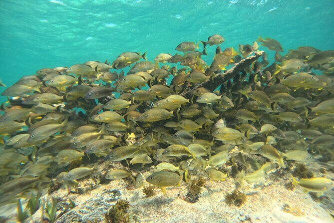 Snorkel Adventure in Cancun - FAQs