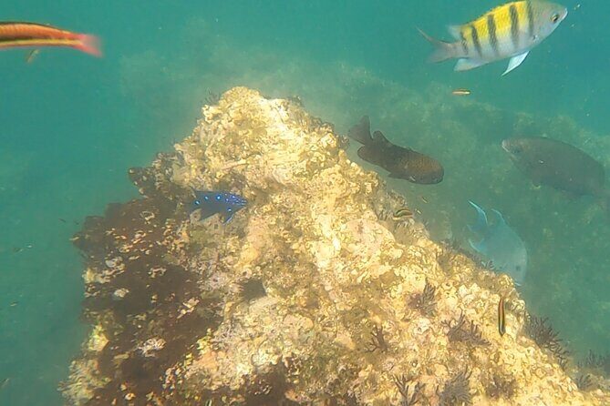 Snorkel Adventure in Marietas Islands or Punta Mita Reefs - The Sum Up