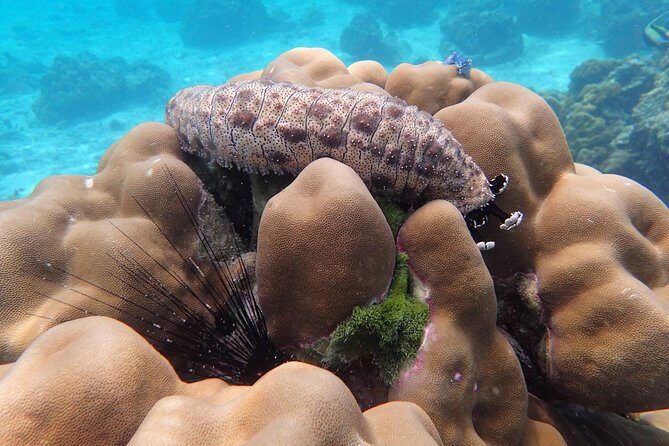 Snorkel Adventure Sea Tour to Koh Rok and Koh Haa from Koh Lanta - Frequently Asked Questions