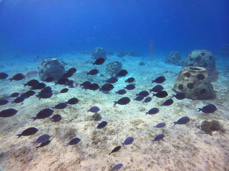 Snorkel along the coast with Chivis Del Mar. - What to Expect from the Tour