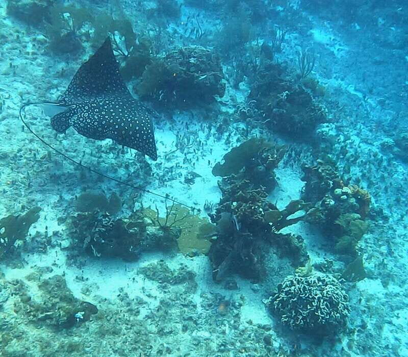 Snorkel along the coast with Chivis Del Mar. - Value for Money