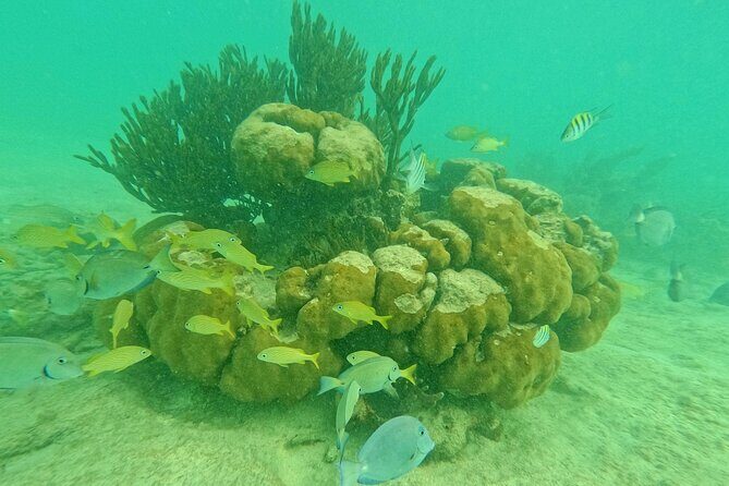 Snorkel Around Turtles in Akumal and Underground Cenote - What to Expect from This Tour