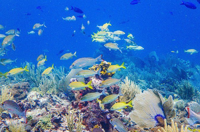 Snorkel at El Farito - The Lighthouse Reservation - Frequently Asked Questions