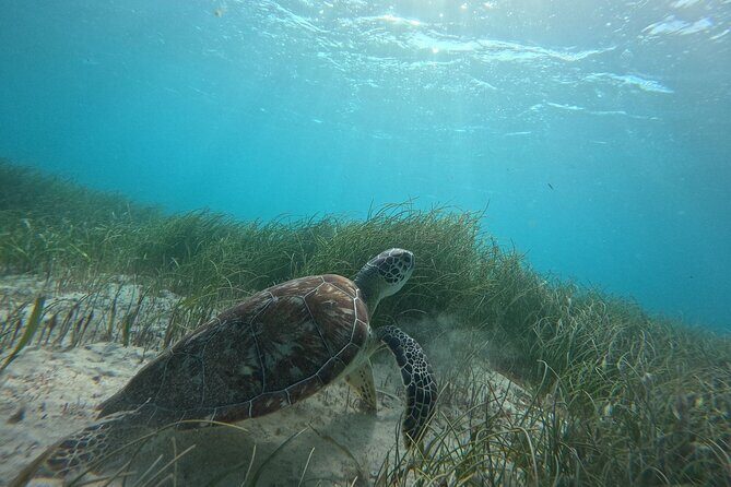Snorkel at the Reef 2 HOURS Puerto Morelos National park - A Closer Look at the Puerto Morelos Reef Snorkeling Tour