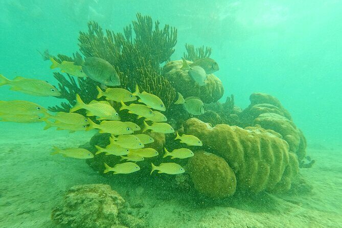 Snorkel at Turtle Habitat at Akumal from Playa del Carmen - The Detailed Experience: What to Expect from Start to Finish
