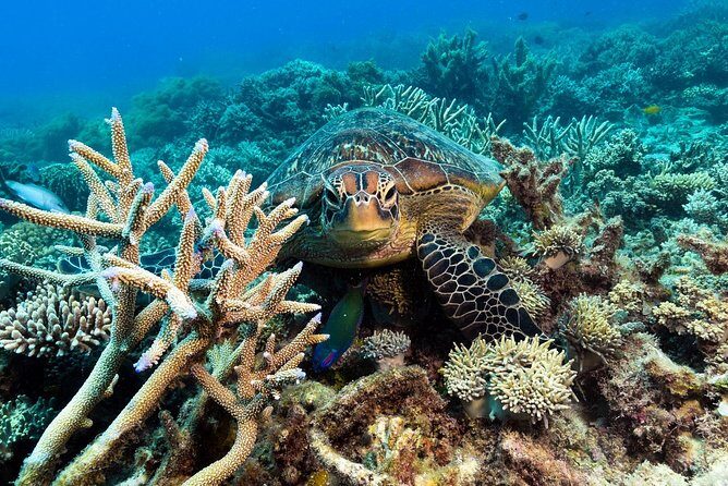 Snorkel & Dive the Reef: Sustainable, Scientific & Cultural Tour - The Verdict
