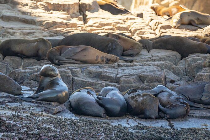 Snorkel & Explore Pelican Rock by Glass Boat + Photos - Practical Details: Transportation, Timing, and Group Size