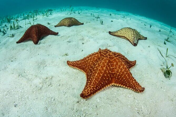 Snorkel In Cozumel! Boat Tour & Snorkel at 3 different Reefs - FAQs