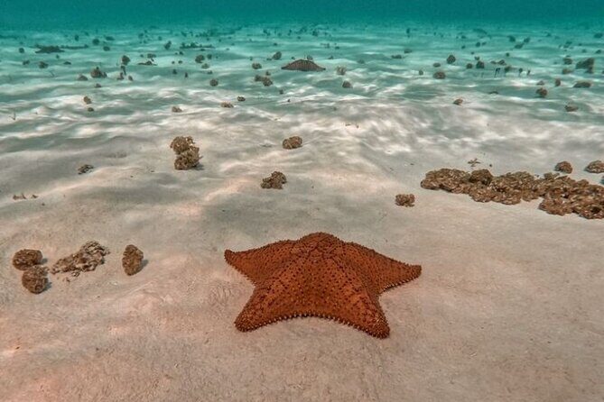 Snorkel in Paradise Cozumel El Cielito Palancar Reef Colombia - Exploring the Snorkel in Paradise Cozumel El Cielito Palancar Reef Colombia Tour