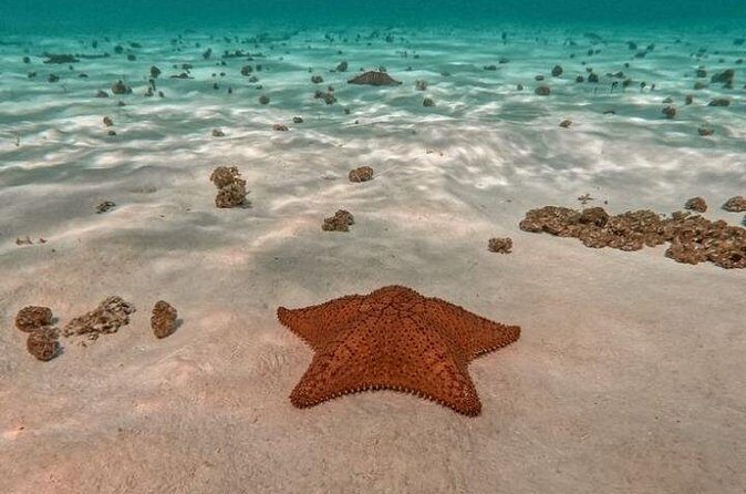 Snorkel in Paradise Cozumel El Cielito Palancar Reef Colombia - The Sum Up