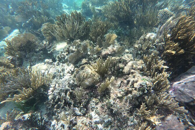 Snorkel in the beautiful reef of Puerto Morelos with transport - What’s Included and What’s Not