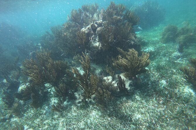 Snorkel in the beautiful reef of Puerto Morelos with transport - Who Should Consider This Tour?