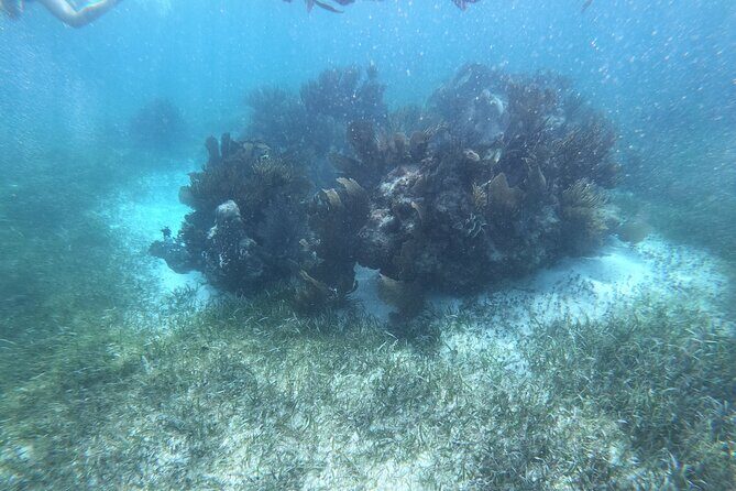 Snorkel in the beautiful reef of Puerto Morelos with transport - The Sum Up
