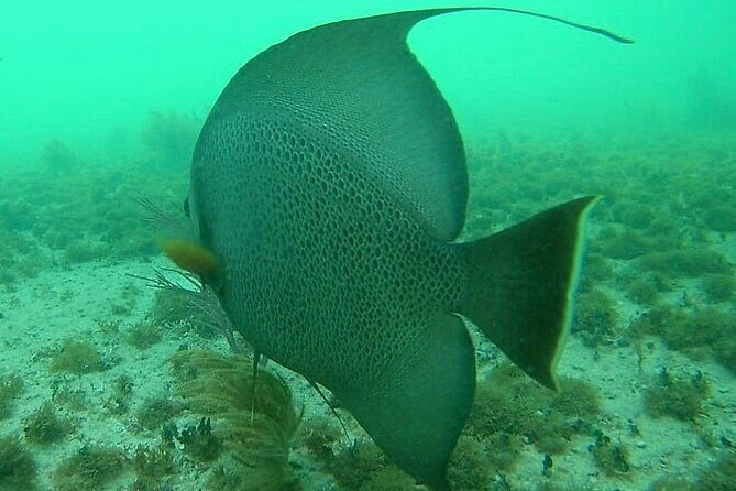 Snorkel in the Costa Maya Reef and Rest on the Beach - The Practicalities: What to Know Before You Go
