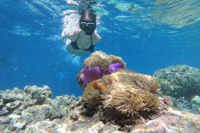 Snorkel in the second largest reef in the world Colorful tour in Puerto Morelos - FAQ: Your Questions Answered