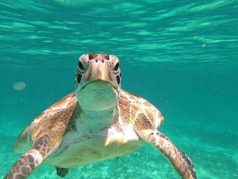 SNORKEL IN TULUM REEF, BOAT RIDE AND CALETA - Key Points