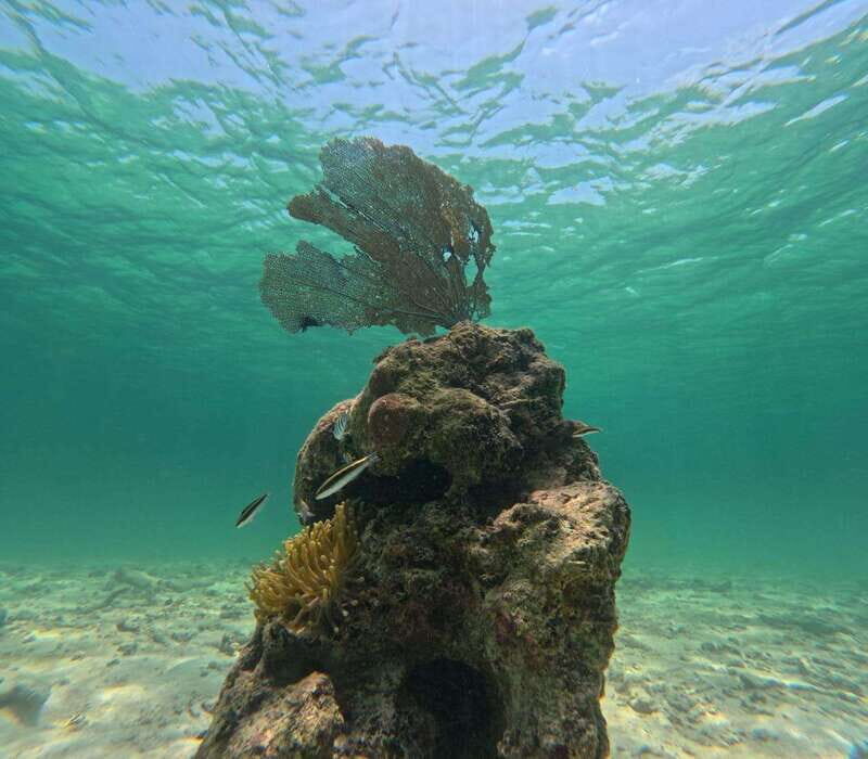 SNORKEL IN TULUM REEF, BOAT RIDE AND CALETA - Is This Tour Right for You?