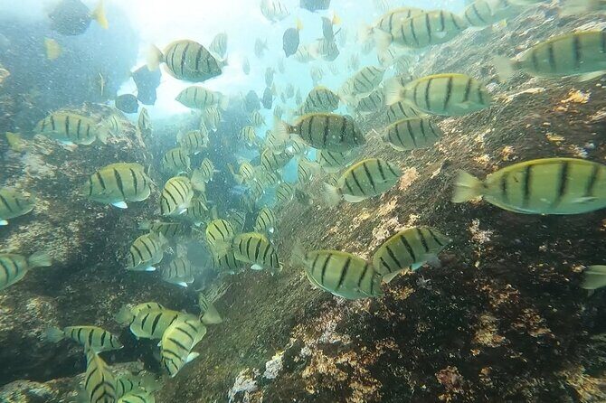 Snorkel Privately in Cabo San Lucas - Who Will Love This Tour?