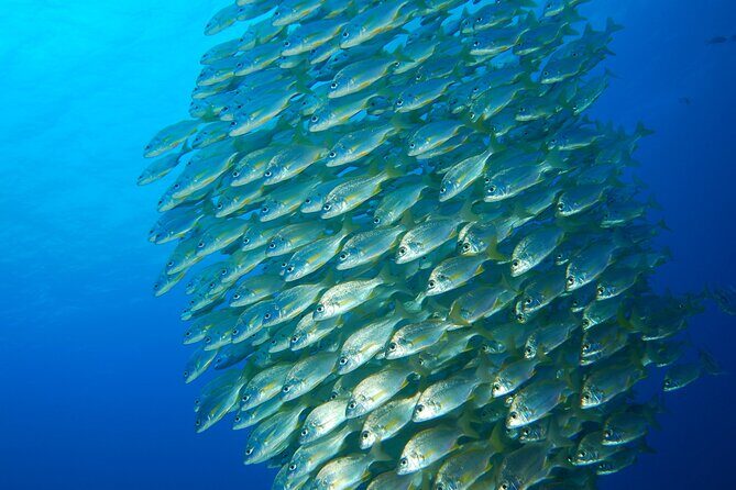 Snorkel Rental 24h, discover Tenerifes Ocean on your own! - Authentic Experiences from Reviewers
