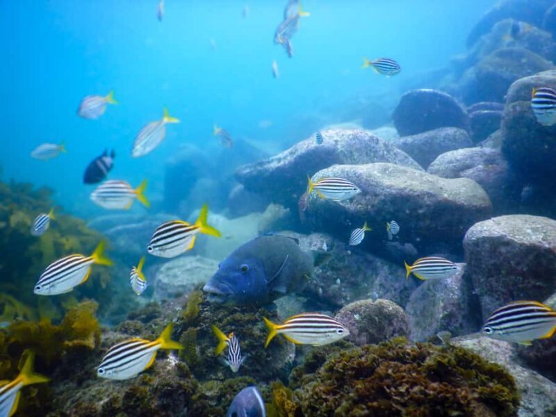 Snorkel Sydneys Stunning Marine Reserve on a Private Tour - An In-Depth Look at This Snorkeling Adventure