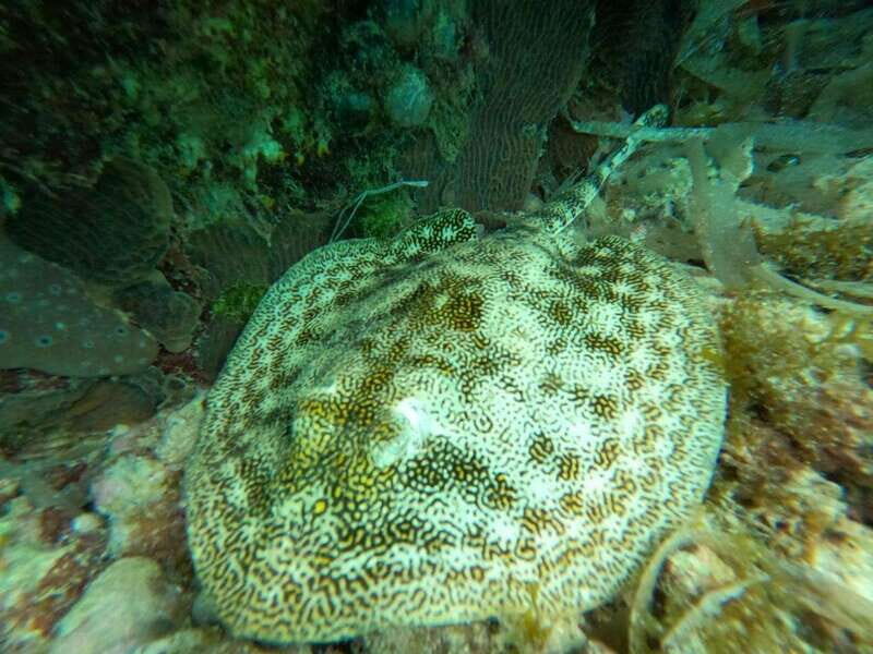 SNORKEL & TEQUILA TASTING - Exploring the Details of the Tour