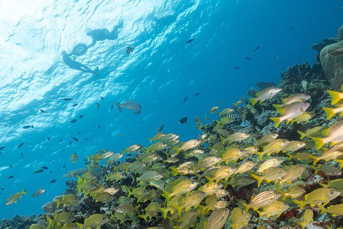 Snorkel Tour at Musa and Manchones Reef - Who Will Love This Tour?