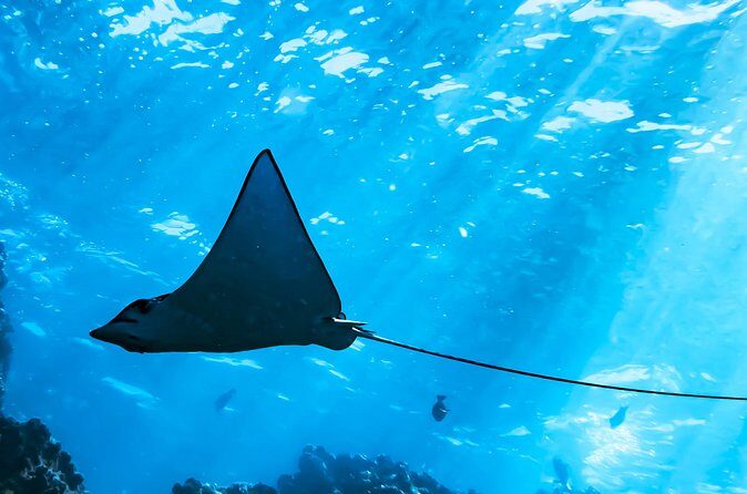 Snorkel Tour - San Jose del Cabo - FAQ