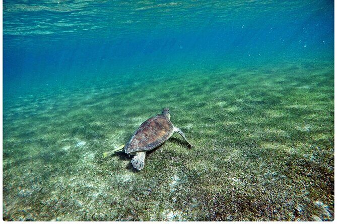 Snorkel Tour! Turtles & Underground Cenote from Playa del Carmen - Who Would Love This Tour?