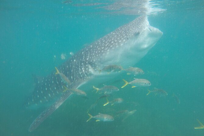 Snorkel Tour with Whale Shark in La Paz - Introduction to the Tour