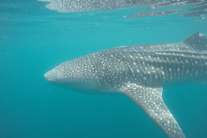Snorkel Tour with Whale Shark in La Paz - What the Reviews Reveal About the Guides and Crew