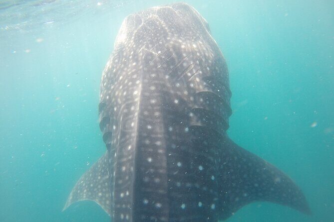 Snorkel Tour with Whale Shark in La Paz - Practical Details and Value