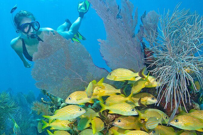 Snorkel Tours to Shallow Coral Reefs at Pennekamp Underwater Park - An Overview of the Experience