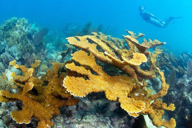 Snorkel Tours to Shallow Coral Reefs at Pennekamp Underwater Park - Pricing and Value